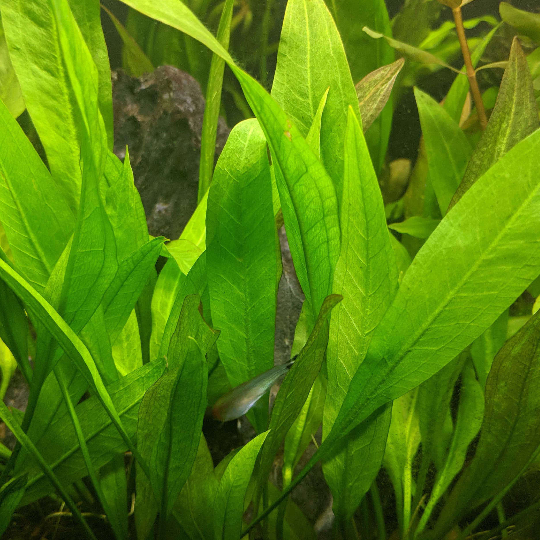 Freshwater Plants