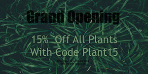 15% Off Freshwater Aquarium Plants